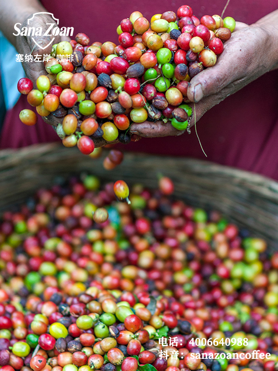 塞納左岸咖啡,咖啡店加盟